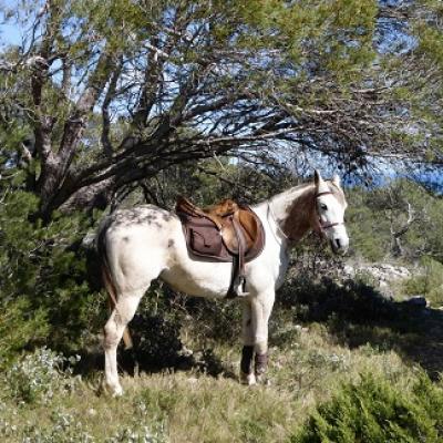 Mejora tu francés, monta a caballo y disfruta de la naturaleza en el parque de Narbonne