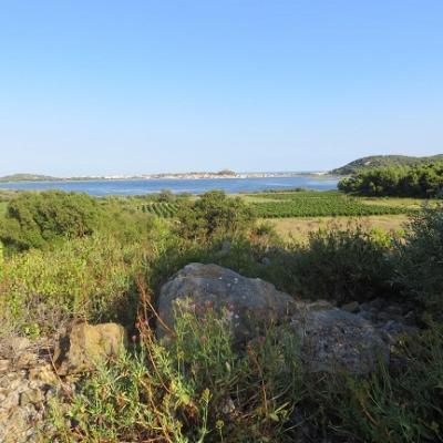 Curso de francés y caminata en viñedos mediterráneos